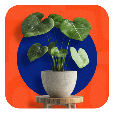 Decoração